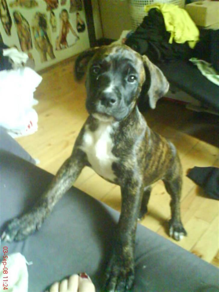 Blanding af racer Rex billede 6