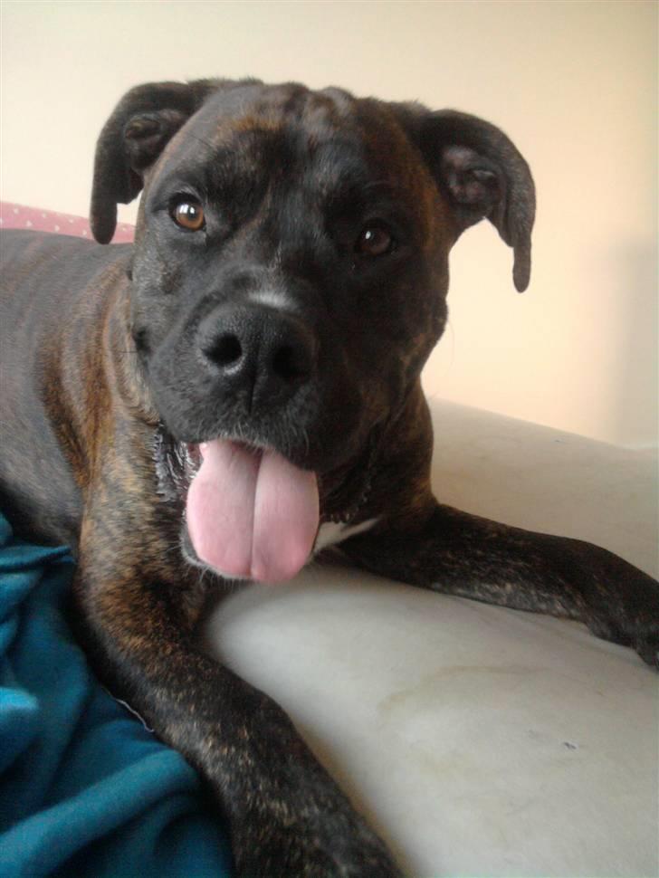 Blanding af racer Rex billede 7