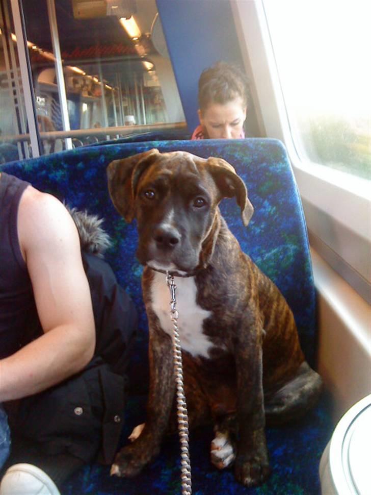 Blanding af racer Rex billede 8