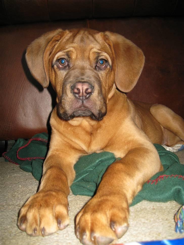Dogue de bordeaux Kenzo billede 1