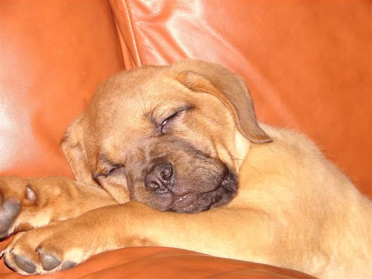 Dogue de bordeaux Kenzo billede 2