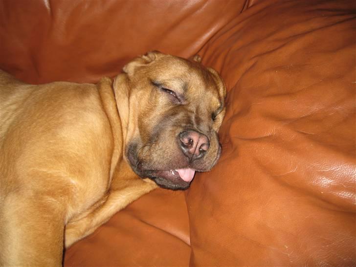 Dogue de bordeaux Kenzo billede 3