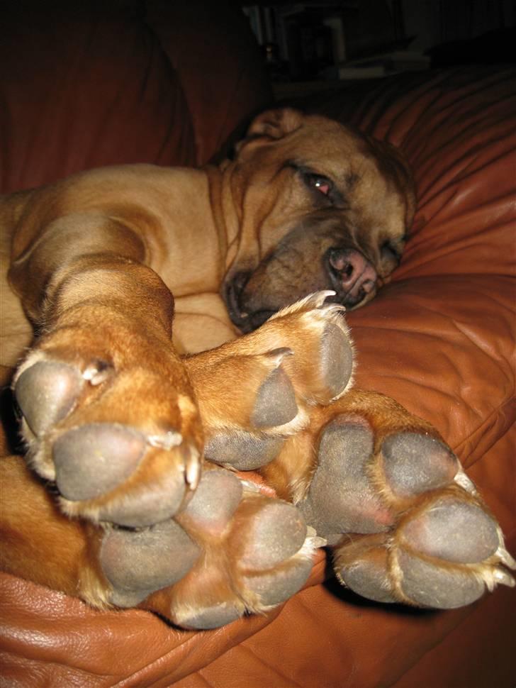Dogue de bordeaux Kenzo billede 4