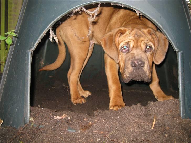 Dogue de bordeaux Kenzo billede 5