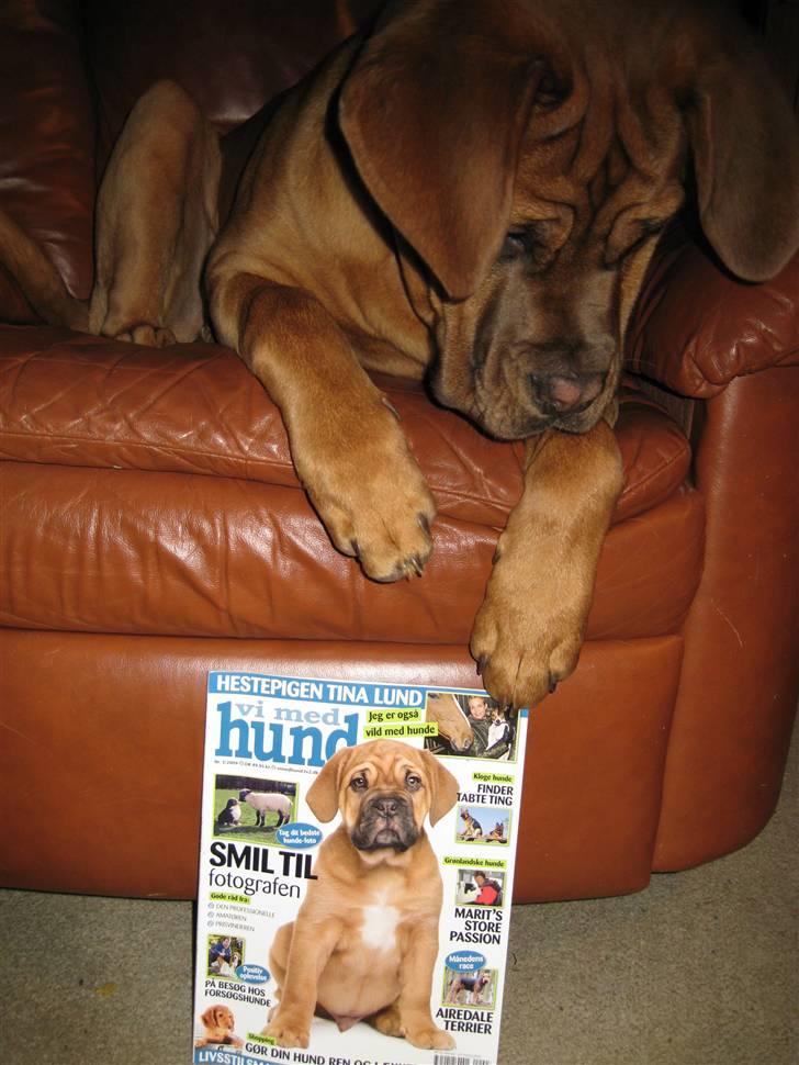 Dogue de bordeaux Kenzo billede 6