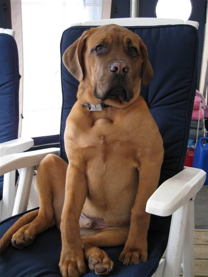 Dogue de bordeaux Kenzo billede 7