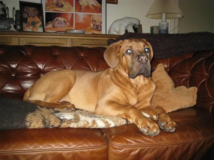 Dogue de bordeaux Kenzo billede 8