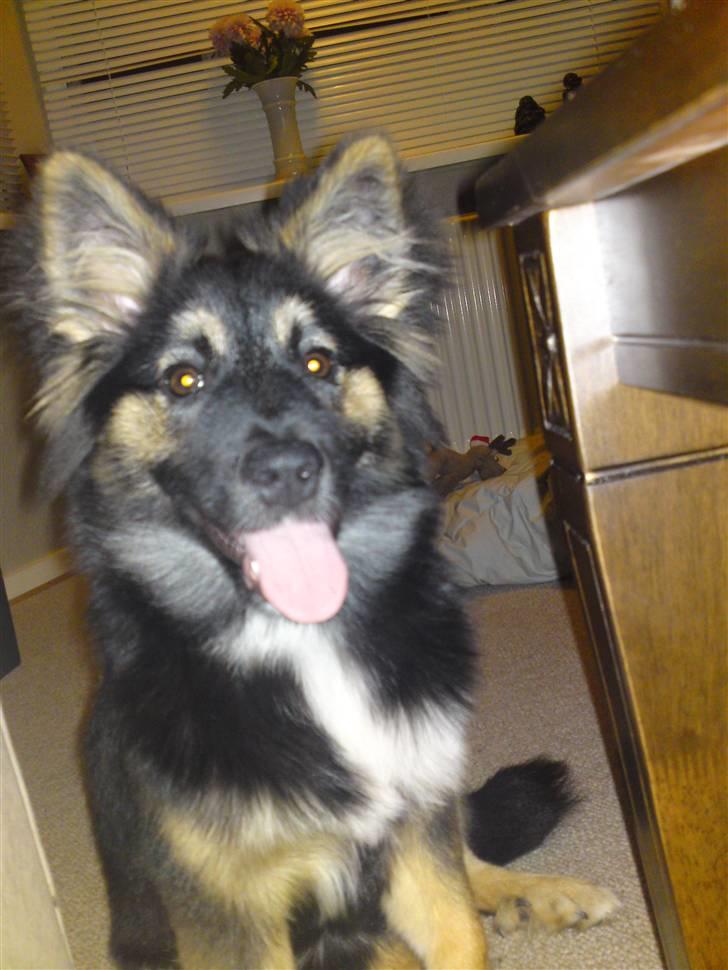 Islandsk fårehund Fenja    billede 16