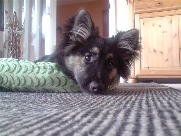 Islandsk fårehund Fenja    - Hmm ligger lige og tænker lidt billede 17