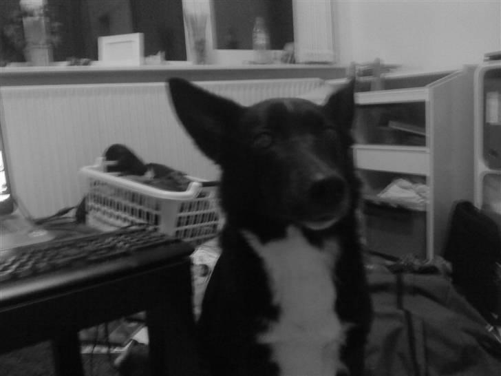 Blanding af racer tøzen - velkommen til tøzen´s profil :P billede 1