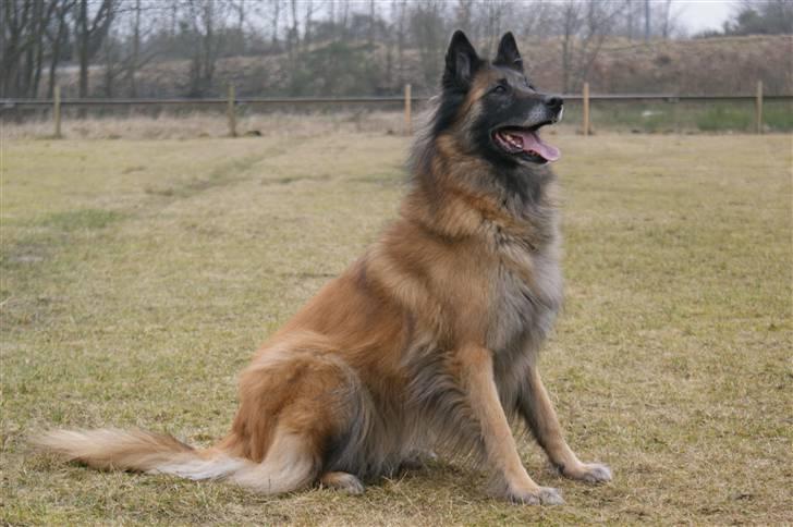 Tervueren Chacami Dess * Himmelhund - Marts 2009 Taget af Louise Britt billede 12