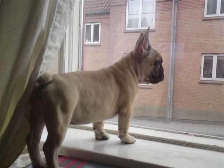 Fransk bulldog Jack - 12 uger gammel og elsker at stå i vinduet og kigge ud :) billede 9