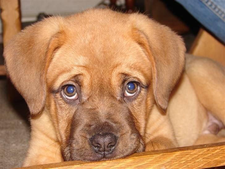 Dogue de bordeaux Kenzo billede 9