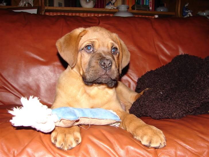 Dogue de bordeaux Kenzo billede 10
