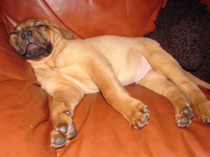 Dogue de bordeaux Kenzo billede 11