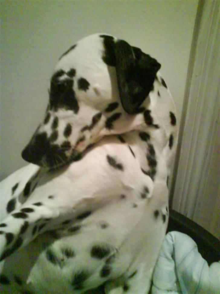 Dalmatiner Bella (potte) billede 15