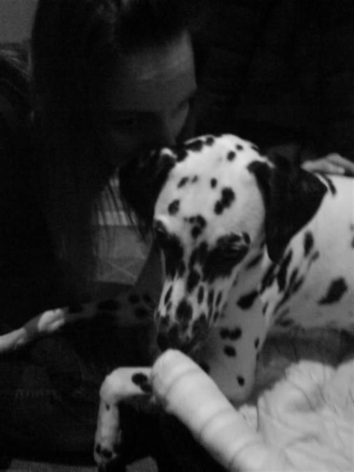 Dalmatiner Bella (potte) billede 16