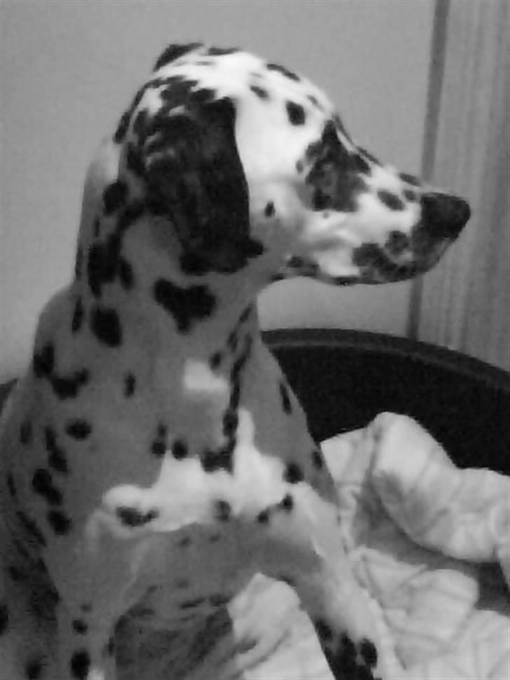 Dalmatiner Bella (potte) - januar 09 billede 17