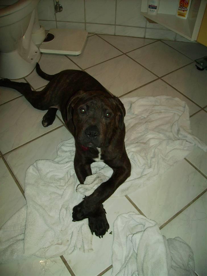 Blanding af racer Buster - Buster som har været med i bad :) billede 13