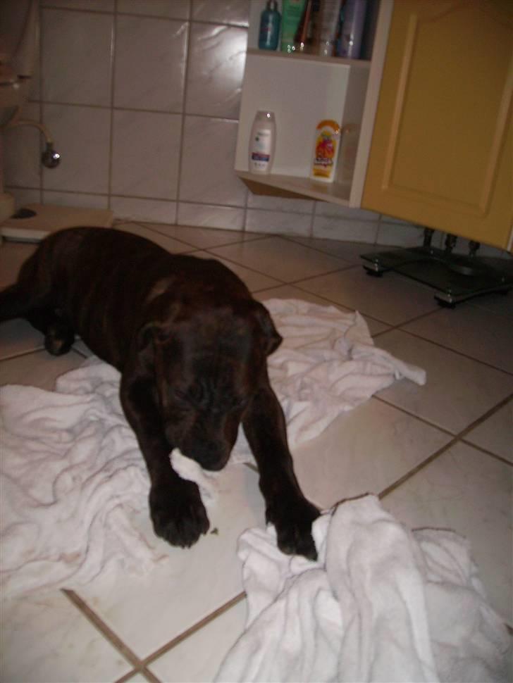 Blanding af racer Buster - Buster har tager håndklæderne billede 14