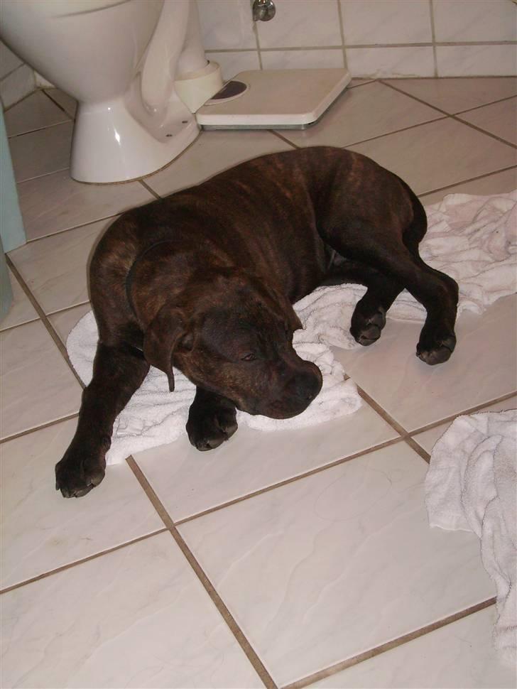 Blanding af racer Buster - vil gerne putte lidt ;) billede 15