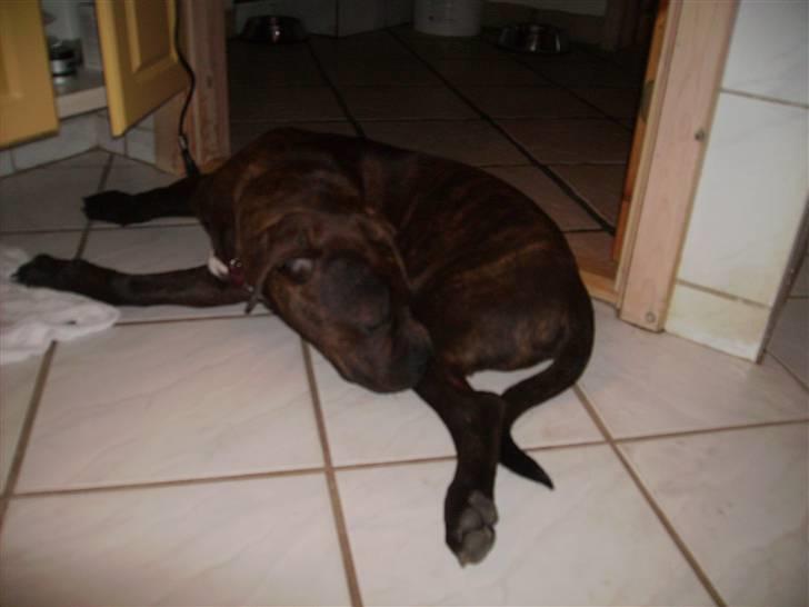 Blanding af racer Buster billede 16