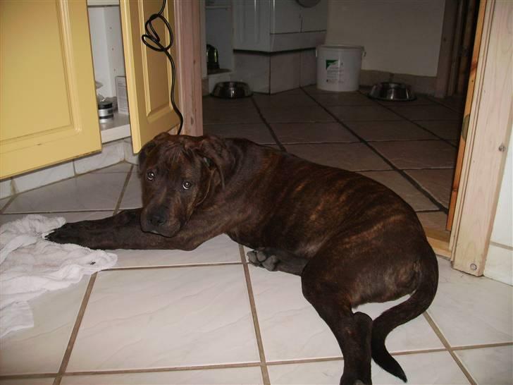 Blanding af racer Buster billede 17