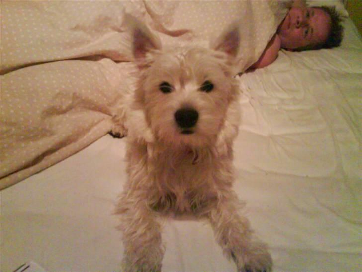 West highland white terrier Freya billede 1