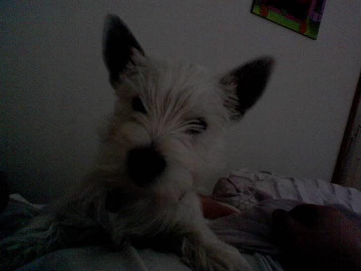 West highland white terrier Freya - Har lige indtaget mor og fars seng.. ;-) billede 2