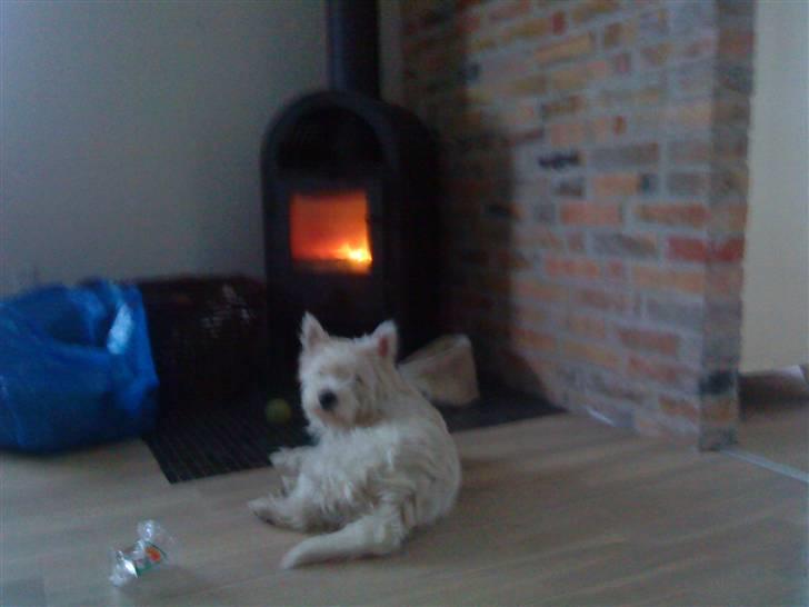 West highland white terrier Freya - Nyder varen ved brændeovnen.. :-) billede 3