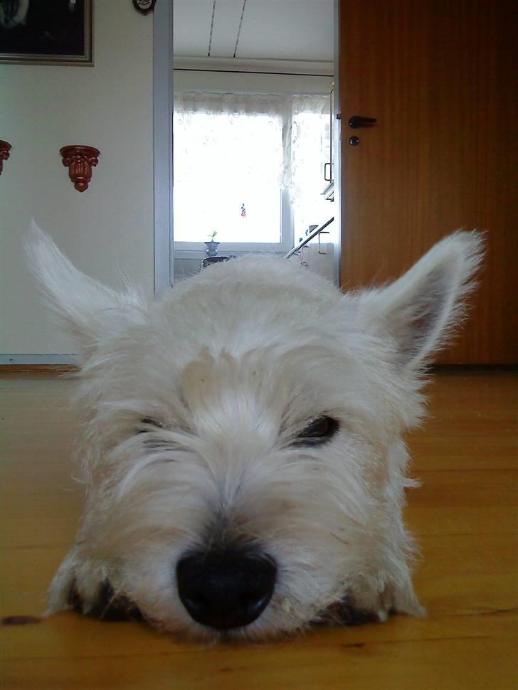 West highland white terrier Freya billede 4