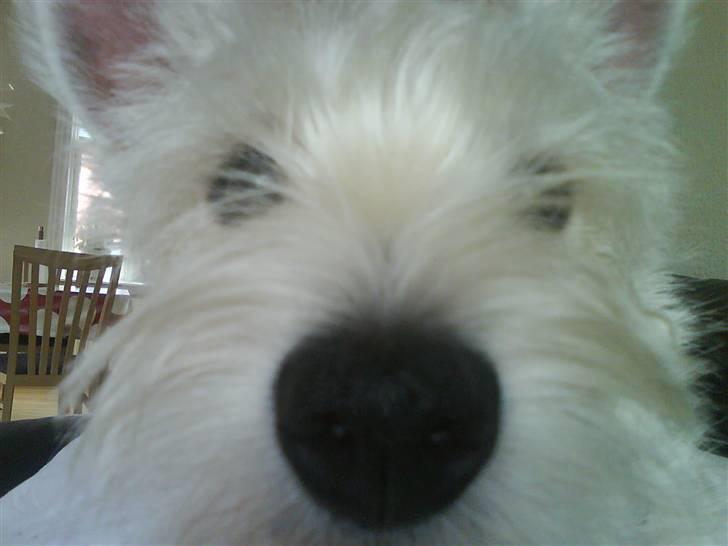 West highland white terrier Freya - Nærbillede... Griner.. billede 5
