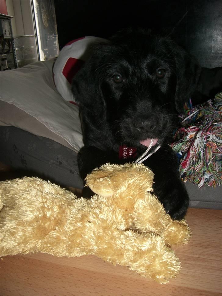 Blanding af racer Nova - Nova har fået nyt legetøj billede 1