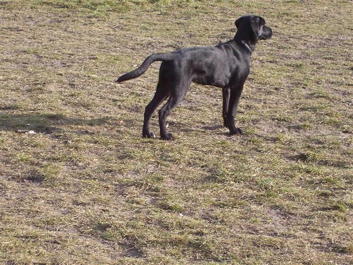 Labrador retriever tajson billede 1