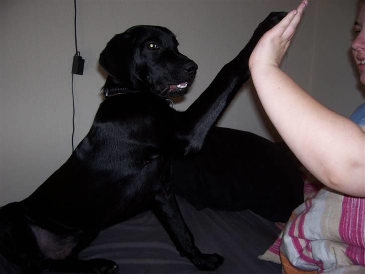 Labrador retriever tajson billede 2