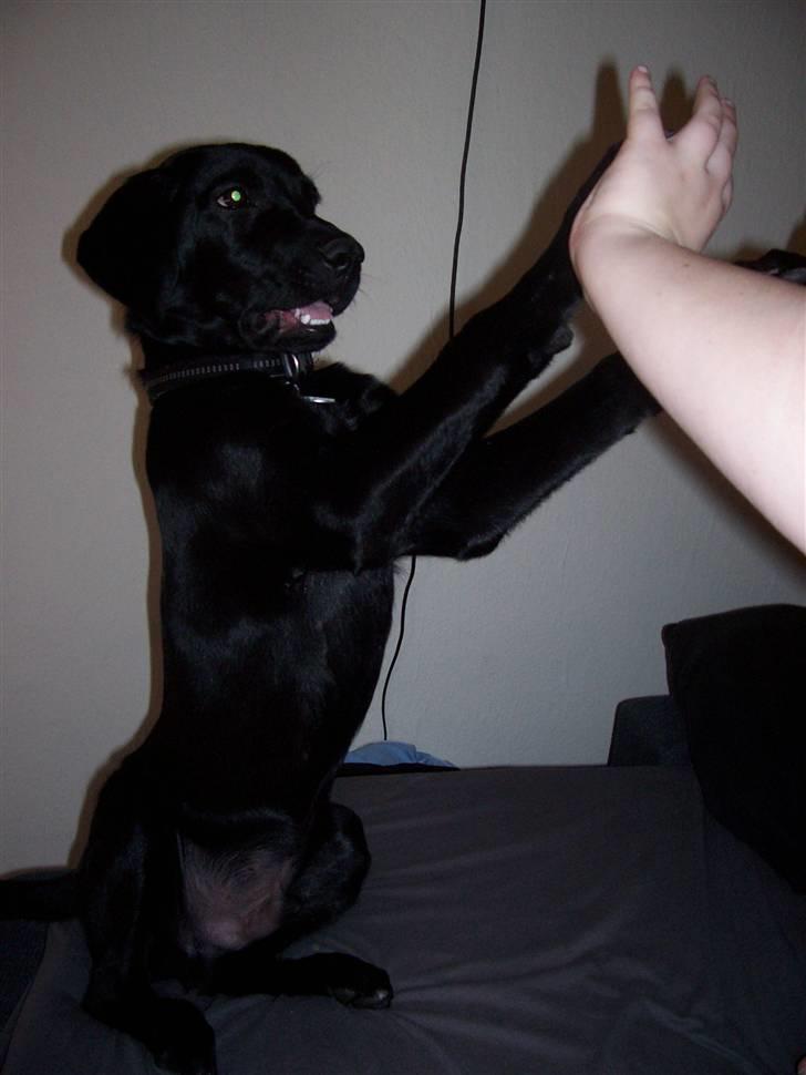 Labrador retriever tajson billede 3