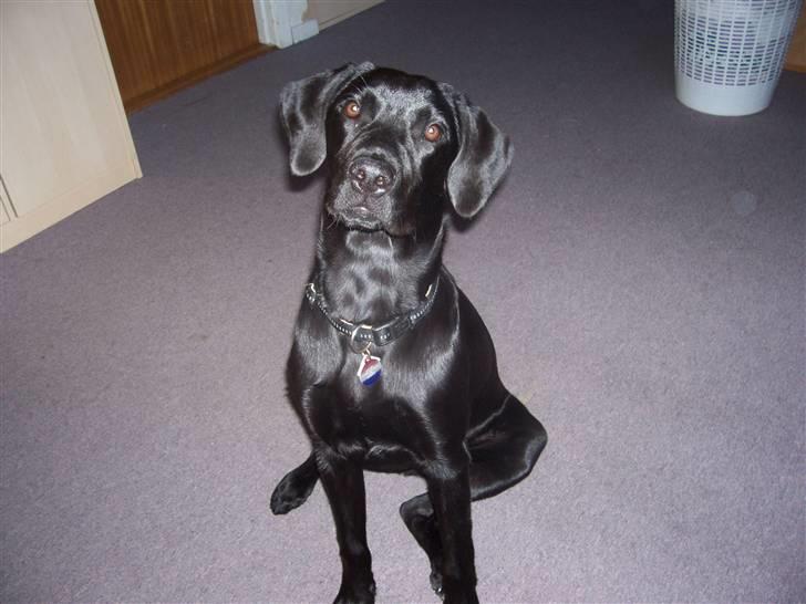 Labrador retriever tajson billede 4