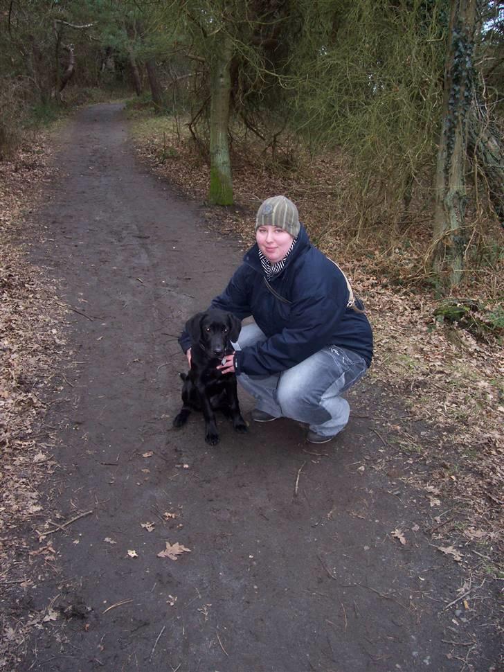 Labrador retriever tajson billede 5