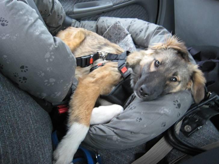 Blanding af racer Coda - I bilen på vej til Jylland billede 4