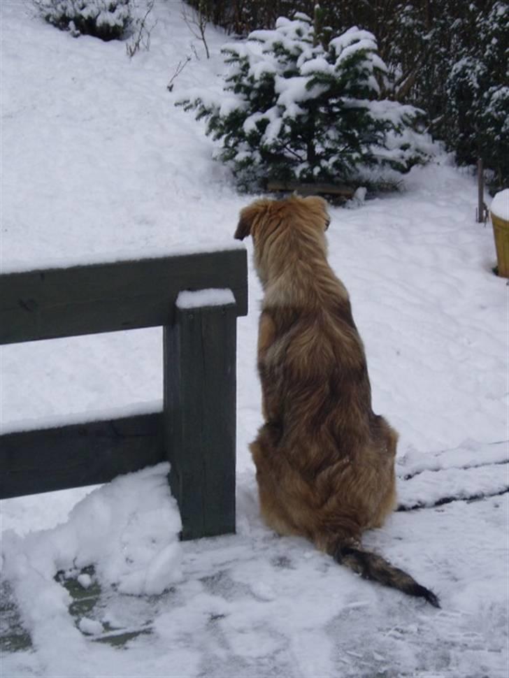 Blanding af racer Coda - Forvirret over alt det væmmelige kolde her i DK billede 5