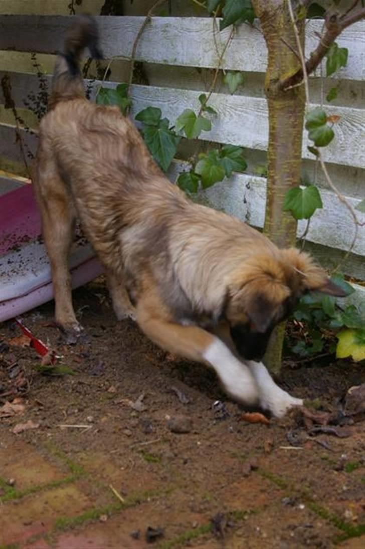 Blanding af racer Coda - Lidt gadevaner har man vel ;) billede 6