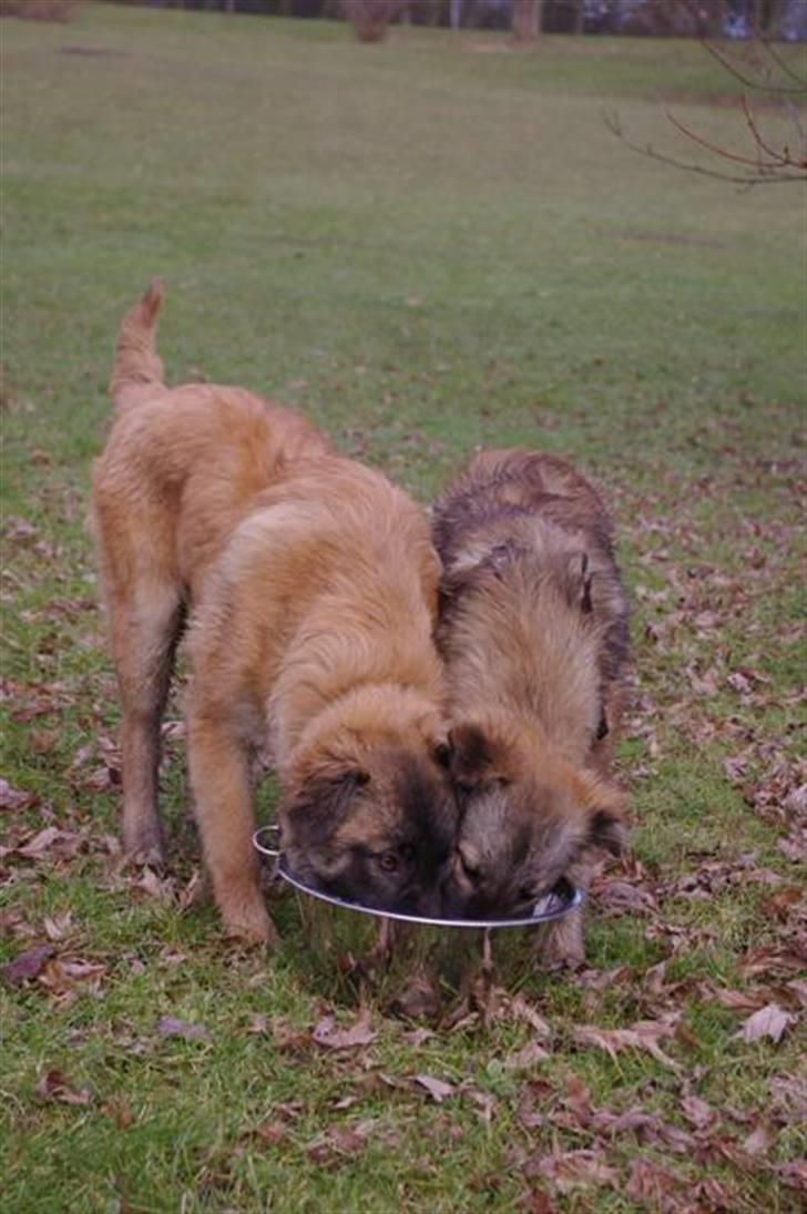 Blanding af racer Coda - Coda og broren Tai (til venstre) billede 7