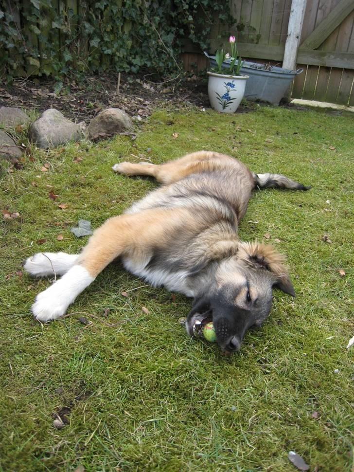 Blanding af racer Coda - Træthed har aldrig forhindrer Coda i at lege billede 8