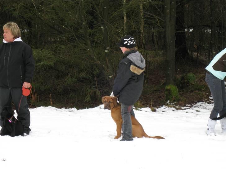 Dogue de bordeaux Kenzo billede 12