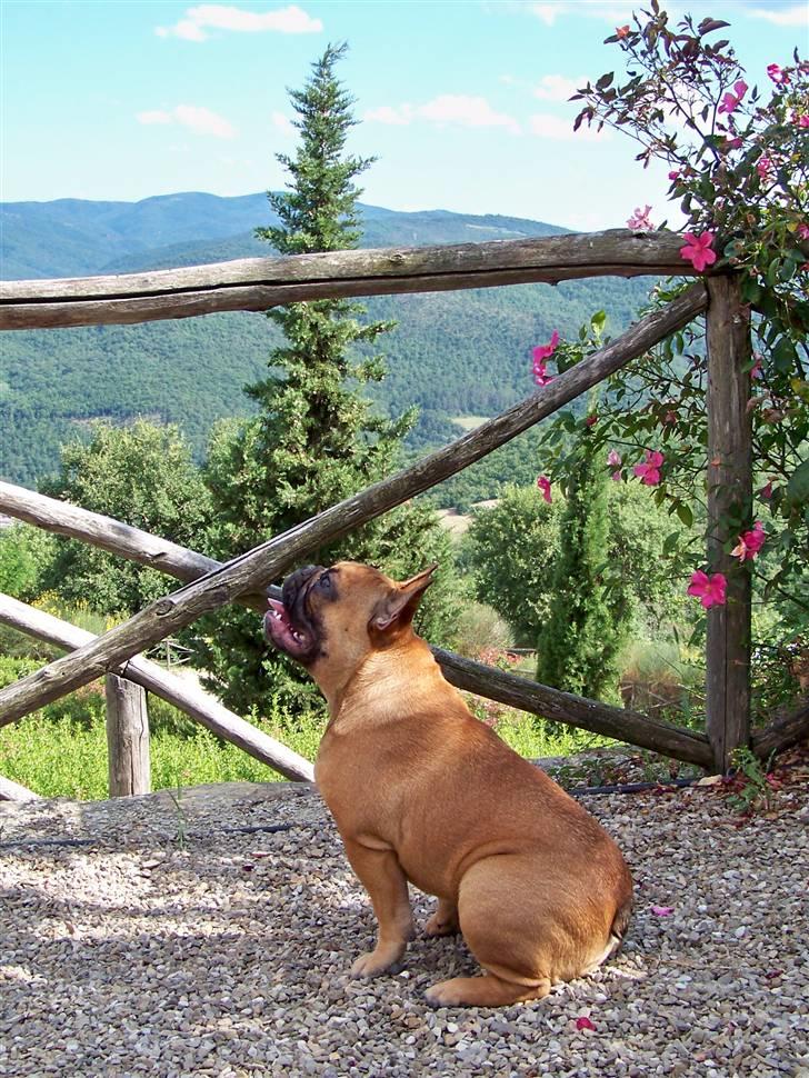 Fransk bulldog Oscar  - I Toscana billede 1
