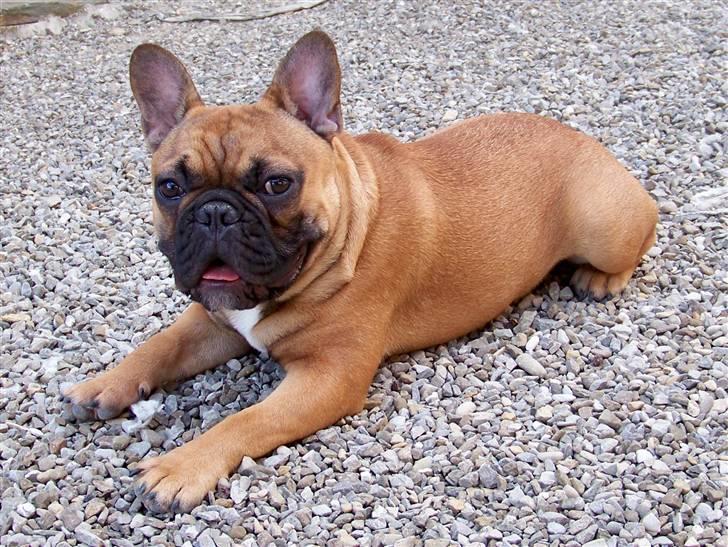 Fransk bulldog Oscar  billede 2
