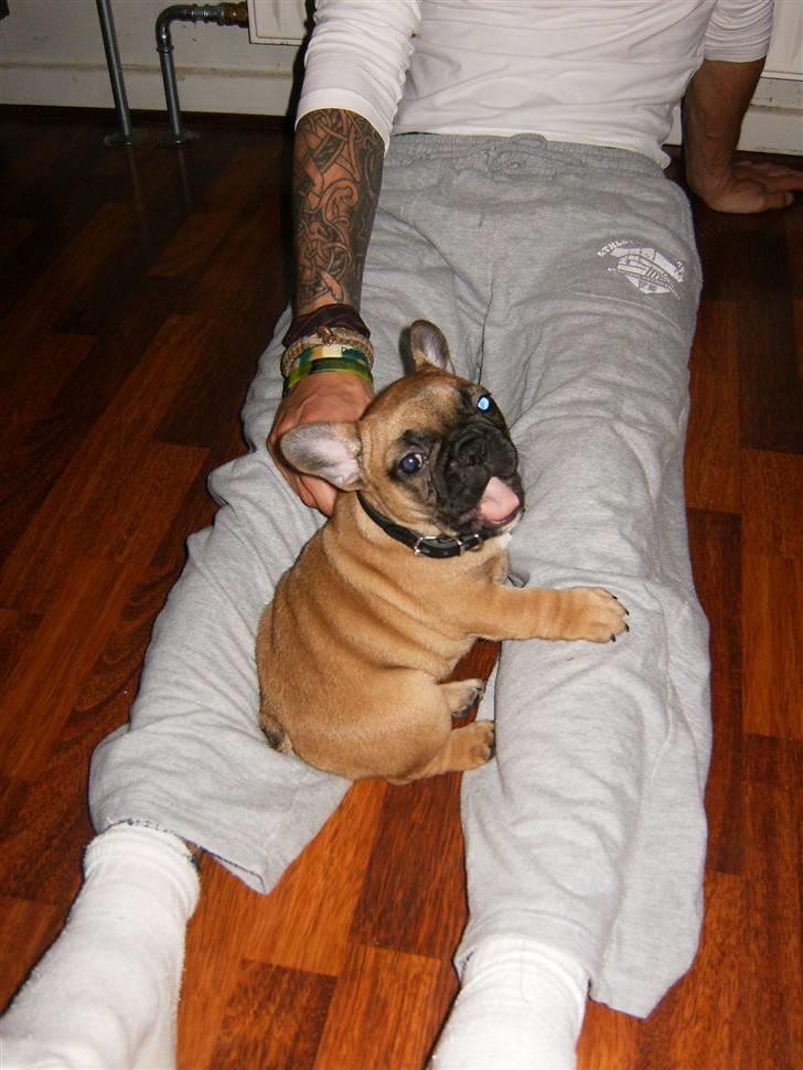 Fransk bulldog Oscar  - den første dag sammen med Oscar billede 3