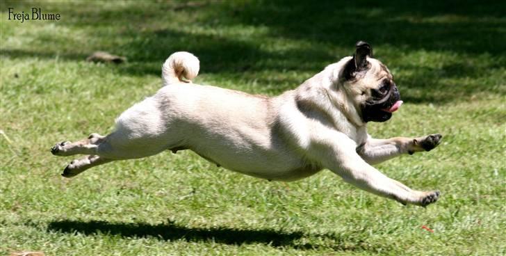 Mops Zoe - Rullepølsen - Det mig :D billede 14