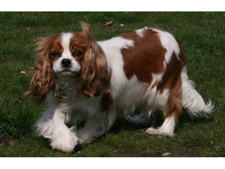 Cavalier king charles spaniel Bella - Belle smuk og dejlig med sine MEGET drægtige mave. billede 1