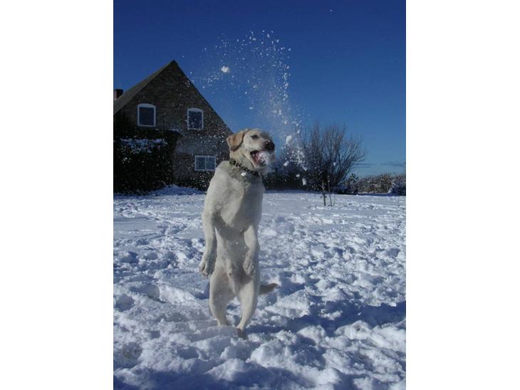 {{currentPhoto.altText}} billede {{currentPhoto.number}}